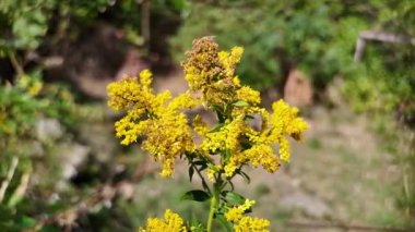 yellow wild flowers. grass blooms with yellow flowers. Solidago canadensis. Vitex yellow wild flower. Common loosestrife Lysimachia vulgaris. Goldenrod Mimosa. Garden Mimosa. Solidago Gold King