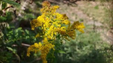 yellow wild flowers. grass blooms with yellow flowers. Solidago canadensis. Vitex yellow wild flower. Common loosestrife Lysimachia vulgaris. Goldenrod Mimosa. Garden Mimosa. Solidago Gold King