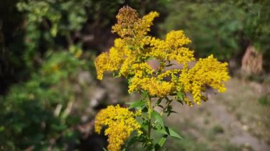yellow wild flowers. grass blooms with yellow flowers. Solidago canadensis. Vitex yellow wild flower. Common loosestrife Lysimachia vulgaris. Goldenrod Mimosa. Garden Mimosa. Solidago Gold King