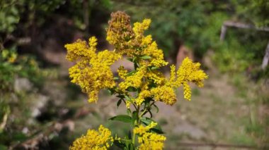 yellow wild flowers. grass blooms with yellow flowers. Solidago canadensis. Vitex yellow wild flower. Common loosestrife Lysimachia vulgaris. Goldenrod Mimosa. Garden Mimosa. Solidago Gold King