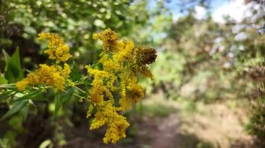 yellow wild flowers. grass blooms with yellow flowers. Solidago canadensis. Vitex yellow wild flower. Common loosestrife Lysimachia vulgaris. Goldenrod Mimosa. Garden Mimosa. Solidago Gold King