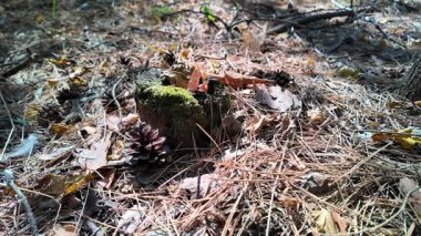 Forest mushrooms on a moss-covered stump, close up view. Shot of moss-covered stump in the green forest at sunlight spring. Nature. Woods. Texture. autumn nature. dry leaves