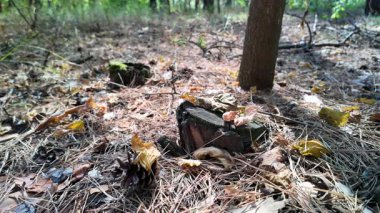 Forest mushrooms on a moss-covered stump, close up view. Shot of moss-covered stump in the green forest at sunlight spring. Nature. Woods. Texture. autumn nature. dry leaves