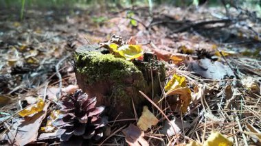 Forest mushrooms on a moss-covered stump, close up view. Shot of moss-covered stump in the green forest at sunlight spring. Nature. Woods. Texture. autumn nature. dry leaves