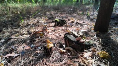 Forest mushrooms on a moss-covered stump, close up view. Shot of moss-covered stump in the green forest at sunlight spring. Nature. Woods. Texture. autumn nature. dry leaves