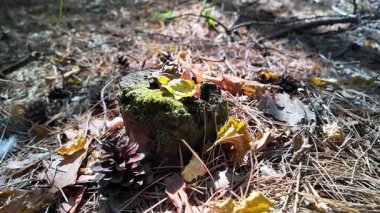 Forest mushrooms on a moss-covered stump, close up view. Shot of moss-covered stump in the green forest at sunlight spring. Nature. Woods. Texture. autumn nature. dry leaves
