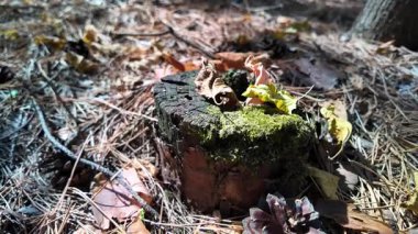 Forest mushrooms on a moss-covered stump, close up view. Shot of moss-covered stump in the green forest at sunlight spring. Nature. Woods. Texture. autumn nature. dry leaves