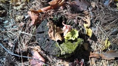 Forest mushrooms on a moss-covered stump, close up view. Shot of moss-covered stump in the green forest at sunlight spring. Nature. Woods. Texture. autumn nature. dry leaves