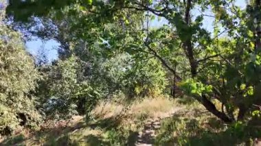 nature walk. 4k video 60 fps. wide angle. narrow path. nature background. natural landscape. hiking. walk. first person video. POV. blue sky. bright sunny day.