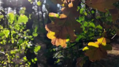 sun and autumn leaves. yellow and green leaves on a branch. Sunbeams behind autumn leaves in the park in 4k slow motion. green and yellow leaves at the end of summer, bushes with colorful autumn leave