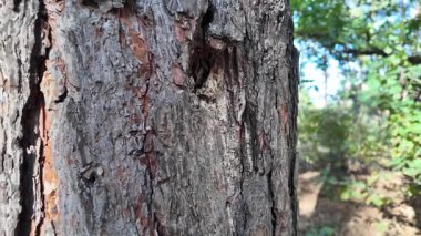 pine bark. slow motion video 4k. wood texture. pine resin. pine bark. wood texture. pine resin. Close-up of bark on a cut trunk with different patterns and resinous spots,