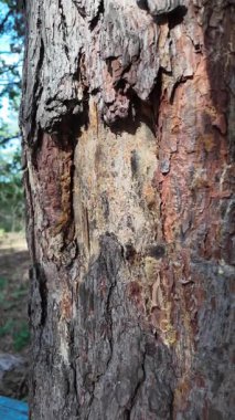 pine bark. slow motion video 4k. wood texture. pine resin. pine bark. wood texture. pine resin. Close-up of bark on a cut trunk with different patterns and resinous spots,