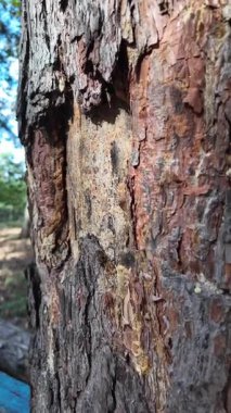 pine bark. slow motion video 4k. wood texture. pine resin. pine bark. wood texture. pine resin. Close-up of bark on a cut trunk with different patterns and resinous spots,