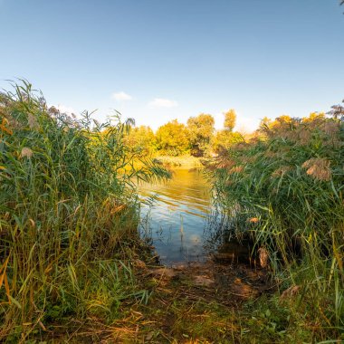 Sakin bir su kütlesinin üzerindeki uzun kamışların arasından mavi gökyüzünü ve ağaçları yansıtır. Güneş ışığı ve bulutlar, derinliği ve canlı rengiyle huzurlu ve sürükleyici bir doğa sahnesi yaratır..