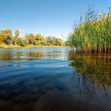 Sakin bir su kütlesinin üzerindeki uzun kamışların arasından mavi gökyüzünü ve ağaçları yansıtır. Güneş ışığı ve bulutlar, derinliği ve canlı rengiyle huzurlu ve sürükleyici bir doğa sahnesi yaratır..