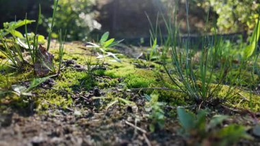 Yeşil yosun, çimen, dal ve güneş ışığıyla kaplı bir orman zeminine yakın çekim. Zemin seviyesindeki doğanın dokusunu ve sükunetini aşındırıyor..  