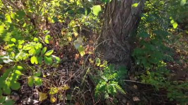 Autumn forest scene with a tree on a slope, dry yellow leaves covering the ground, and warm sunlight filtering through the foliageevoking a peaceful fall atmosphere.   