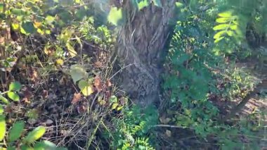 Autumn forest scene with a tree on a slope, dry yellow leaves covering the ground, and warm sunlight filtering through the foliageevoking a peaceful fall atmosphere.   