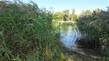 Sakin bir su kütlesinin üzerindeki uzun kamışların arasından mavi gökyüzünü ve ağaçları yansıtır. Güneş ışığı ve bulutlar, derinliği ve canlı rengiyle huzurlu ve sürükleyici bir doğa sahnesi yaratır..