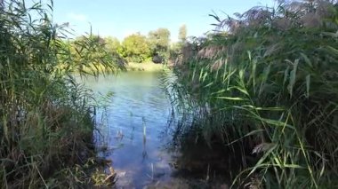 Sakin bir su kütlesinin üzerindeki uzun kamışların arasından mavi gökyüzünü ve ağaçları yansıtır. Güneş ışığı ve bulutlar, derinliği ve canlı rengiyle huzurlu ve sürükleyici bir doğa sahnesi yaratır..