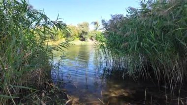 Sakin bir su kütlesinin üzerindeki uzun kamışların arasından mavi gökyüzünü ve ağaçları yansıtır. Güneş ışığı ve bulutlar, derinliği ve canlı rengiyle huzurlu ve sürükleyici bir doğa sahnesi yaratır..