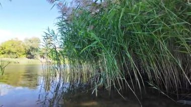 Sakin bir su kütlesinin üzerindeki uzun kamışların arasından mavi gökyüzünü ve ağaçları yansıtır. Güneş ışığı ve bulutlar, derinliği ve canlı rengiyle huzurlu ve sürükleyici bir doğa sahnesi yaratır..