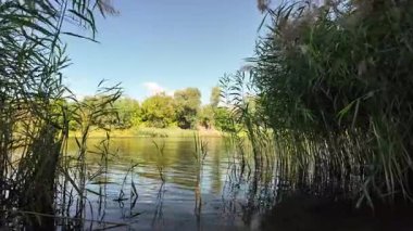 Sakin bir su kütlesinin üzerindeki uzun kamışların arasından mavi gökyüzünü ve ağaçları yansıtır. Güneş ışığı ve bulutlar, derinliği ve canlı rengiyle huzurlu ve sürükleyici bir doğa sahnesi yaratır..