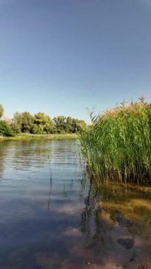 Sakin bir su kütlesinin üzerindeki uzun kamışların arasından mavi gökyüzünü ve ağaçları yansıtır. Güneş ışığı ve bulutlar, derinliği ve canlı rengiyle huzurlu ve sürükleyici bir doğa sahnesi yaratır..