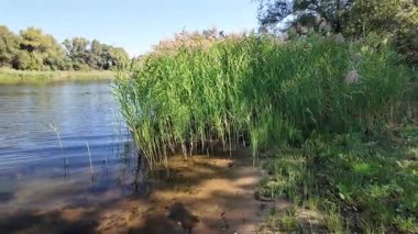 Sakin bir su kütlesinin üzerindeki uzun kamışların arasından mavi gökyüzünü ve ağaçları yansıtır. Güneş ışığı ve bulutlar, derinliği ve canlı rengiyle huzurlu ve sürükleyici bir doğa sahnesi yaratır..