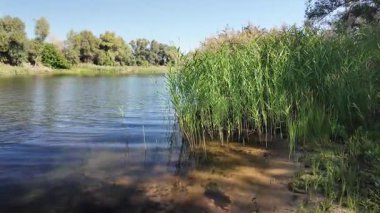 Sakin bir su kütlesinin üzerindeki uzun kamışların arasından mavi gökyüzünü ve ağaçları yansıtır. Güneş ışığı ve bulutlar, derinliği ve canlı rengiyle huzurlu ve sürükleyici bir doğa sahnesi yaratır..