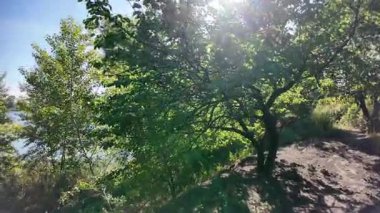 Wide-canopy tree with multiple branches on a sunlit slope, surrounded by green foliage and blue sky. Shadows and light create a vivid, peaceful forest scene. Colorful falling autumn leaves. Beautiful tree with yellow leaves in autumn forest. 