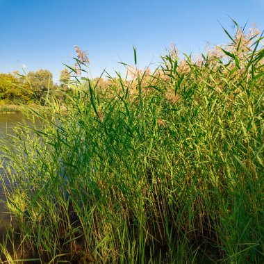 Uzun yeşil sazlar parlak mavi bir gökyüzünün altında sallanıyor, güneş ışığıyla yıkanmış. İnce bıçakları ve çiçekli üstleri vahşi otlakların ve sulak alanların dinginliğini çağrıştıran canlı, doğal bir manzara yaratıyor..