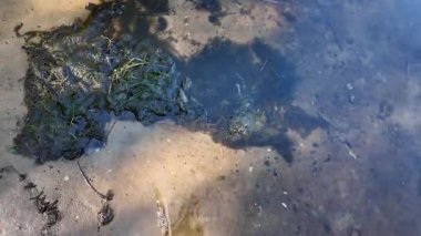 Temiz sığ su, altında yeşil yosun parçaları olan kumlu bir taban olduğunu gösteriyor. Ağaçların yansımaları, doğal dokular ve su bitkileri açısından zengin barışçıl bir göl manzarası olduğunu gösteriyor..