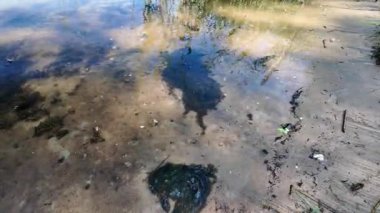 Temiz sığ su, altında yeşil yosun parçaları olan kumlu bir taban olduğunu gösteriyor. Ağaçların yansımaları, doğal dokular ve su bitkileri açısından zengin barışçıl bir göl manzarası olduğunu gösteriyor..