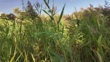 Uzun yeşil sazlar parlak mavi bir gökyüzünün altında sallanıyor, güneş ışığıyla yıkanmış. İnce bıçakları ve çiçekli üstleri vahşi otlakların ve sulak alanların dinginliğini çağrıştıran canlı, doğal bir manzara yaratıyor..