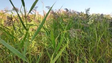 Uzun yeşil sazlar parlak mavi bir gökyüzünün altında sallanıyor, güneş ışığıyla yıkanmış. İnce bıçakları ve çiçekli üstleri vahşi otlakların ve sulak alanların dinginliğini çağrıştıran canlı, doğal bir manzara yaratıyor..