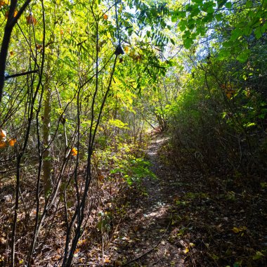 Uzun ağaçlar ve düşen yapraklarla güneşli bir ormanda dar bir toprak yol esiyor. Noktalı ışık ve gölgeler, doğal ve mevsimsel temalar için mükemmel sakin, dalgın bir orman manzarası yaratır..