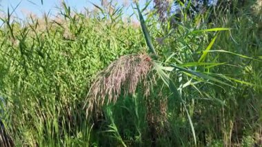 Uzun yeşil sazlar parlak mavi bir gökyüzünün altında sallanıyor, güneş ışığıyla yıkanmış. İnce bıçakları ve çiçekli üstleri vahşi otlakların ve sulak alanların dinginliğini çağrıştıran canlı, doğal bir manzara yaratıyor..