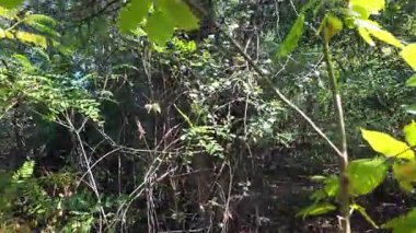 Uzun ağaçlar ve düşen yapraklarla güneşli bir ormanda dar bir toprak yol esiyor. Noktalı ışık ve gölgeler, doğal ve mevsimsel temalar için mükemmel sakin, dalgın bir orman manzarası yaratır..