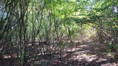 Uzun ağaçlar ve düşen yapraklarla güneşli bir ormanda dar bir toprak yol esiyor. Noktalı ışık ve gölgeler, doğal ve mevsimsel temalar için mükemmel sakin, dalgın bir orman manzarası yaratır..