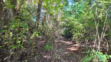 Uzun ağaçlar ve düşen yapraklarla güneşli bir ormanda dar bir toprak yol esiyor. Noktalı ışık ve gölgeler, doğal ve mevsimsel temalar için mükemmel sakin, dalgın bir orman manzarası yaratır..