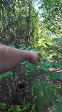 Uzun ağaçlar ve düşen yapraklarla güneşli bir ormanda dar bir toprak yol esiyor. Noktalı ışık ve gölgeler, doğal ve mevsimsel temalar için mükemmel sakin, dalgın bir orman manzarası yaratır..