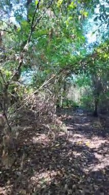 Uzun ağaçlar ve düşen yapraklarla güneşli bir ormanda dar bir toprak yol esiyor. Noktalı ışık ve gölgeler, doğal ve mevsimsel temalar için mükemmel sakin, dalgın bir orman manzarası yaratır..