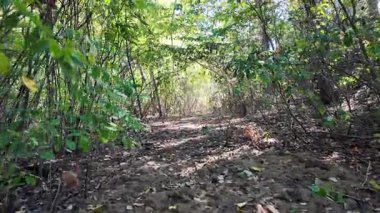 Uzun ağaçlar ve düşen yapraklarla güneşli bir ormanda dar bir toprak yol esiyor. Noktalı ışık ve gölgeler, doğal ve mevsimsel temalar için mükemmel sakin, dalgın bir orman manzarası yaratır..