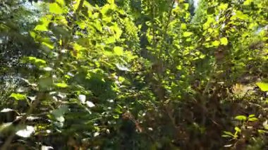 Uzun ağaçlar ve düşen yapraklarla güneşli bir ormanda dar bir toprak yol esiyor. Noktalı ışık ve gölgeler, doğal ve mevsimsel temalar için mükemmel sakin, dalgın bir orman manzarası yaratır..