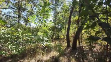 Uzun ağaçlar ve düşen yapraklarla güneşli bir ormanda dar bir toprak yol esiyor. Noktalı ışık ve gölgeler, doğal ve mevsimsel temalar için mükemmel sakin, dalgın bir orman manzarası yaratır..