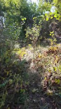 Uzun ağaçlar ve düşen yapraklarla güneşli bir ormanda dar bir toprak yol esiyor. Noktalı ışık ve gölgeler, doğal ve mevsimsel temalar için mükemmel sakin, dalgın bir orman manzarası yaratır..