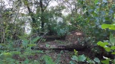 Uzun ağaçlar ve düşen yapraklarla güneşli bir ormanda dar bir toprak yol esiyor. Noktalı ışık ve gölgeler, doğal ve mevsimsel temalar için mükemmel sakin, dalgın bir orman manzarası yaratır..