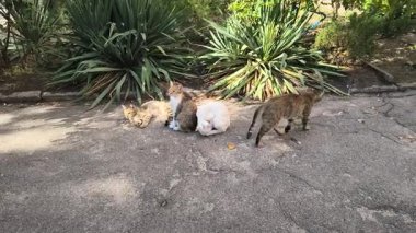 Yeşil bitkilerle çevrili güneşli bir arazide üç kedi dinleniyor. İki tekir kedi yan yana kıvrılır, beyaz bir kedi ise yakınlarda durur. Doğal bir ortamda huzurlu bir an..