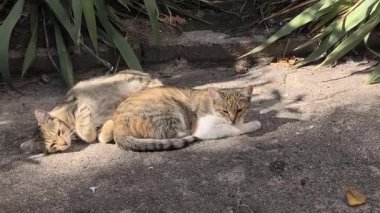 Yeşil bitkilerle çevrili güneşli bir arazide üç kedi dinleniyor. İki tekir kedi yan yana kıvrılır, beyaz bir kedi ise yakınlarda durur. Doğal bir ortamda huzurlu bir an..
